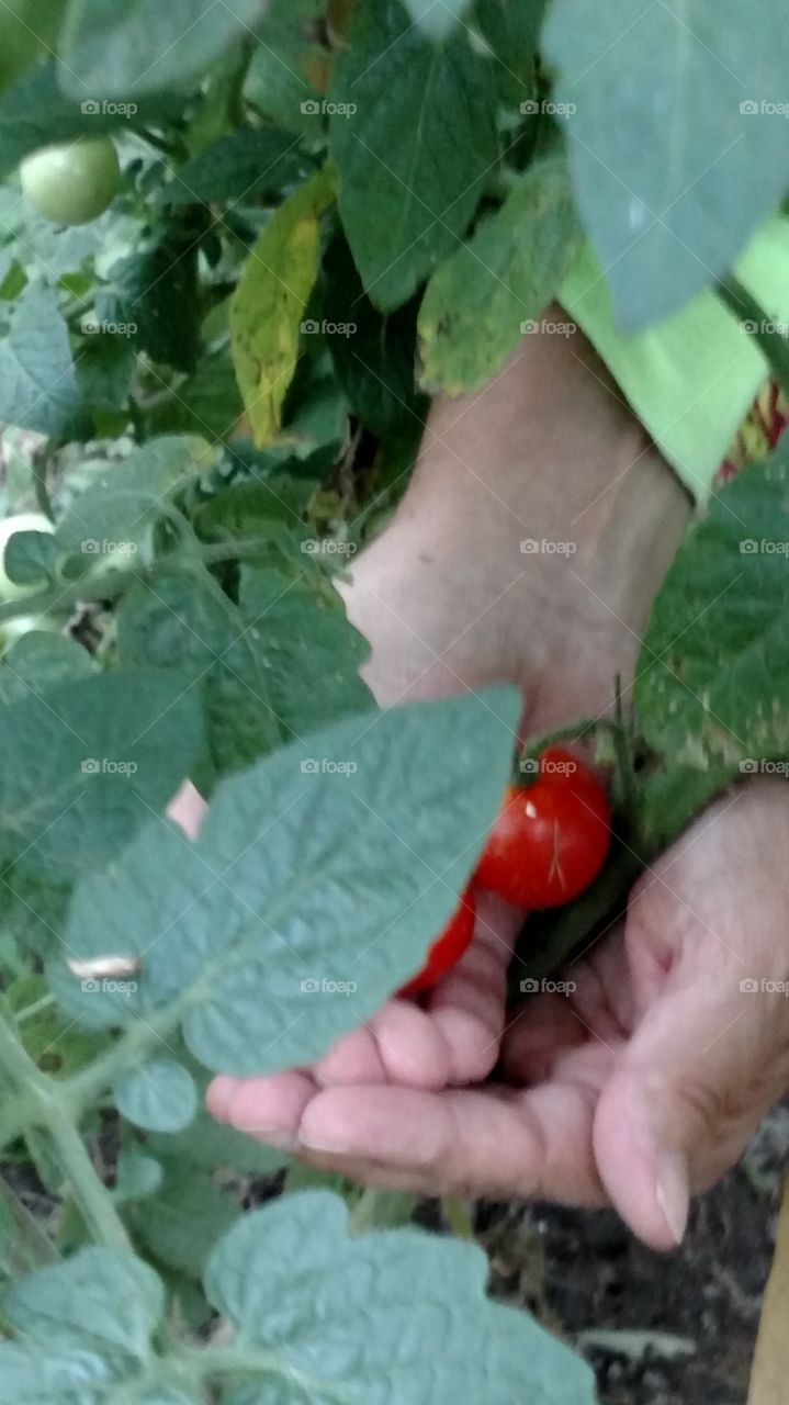 love to see the garden growing and growing my own fresh vegetables