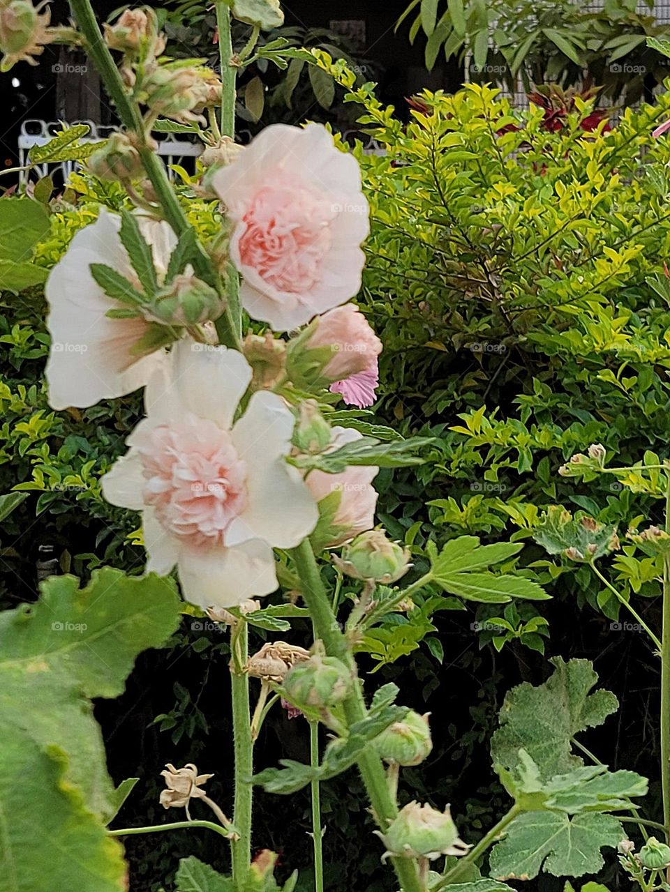 Flowers bloom in the garden.