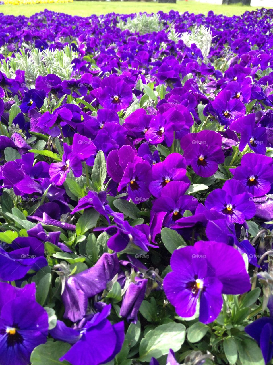 Viola Tricolor. Pansy field