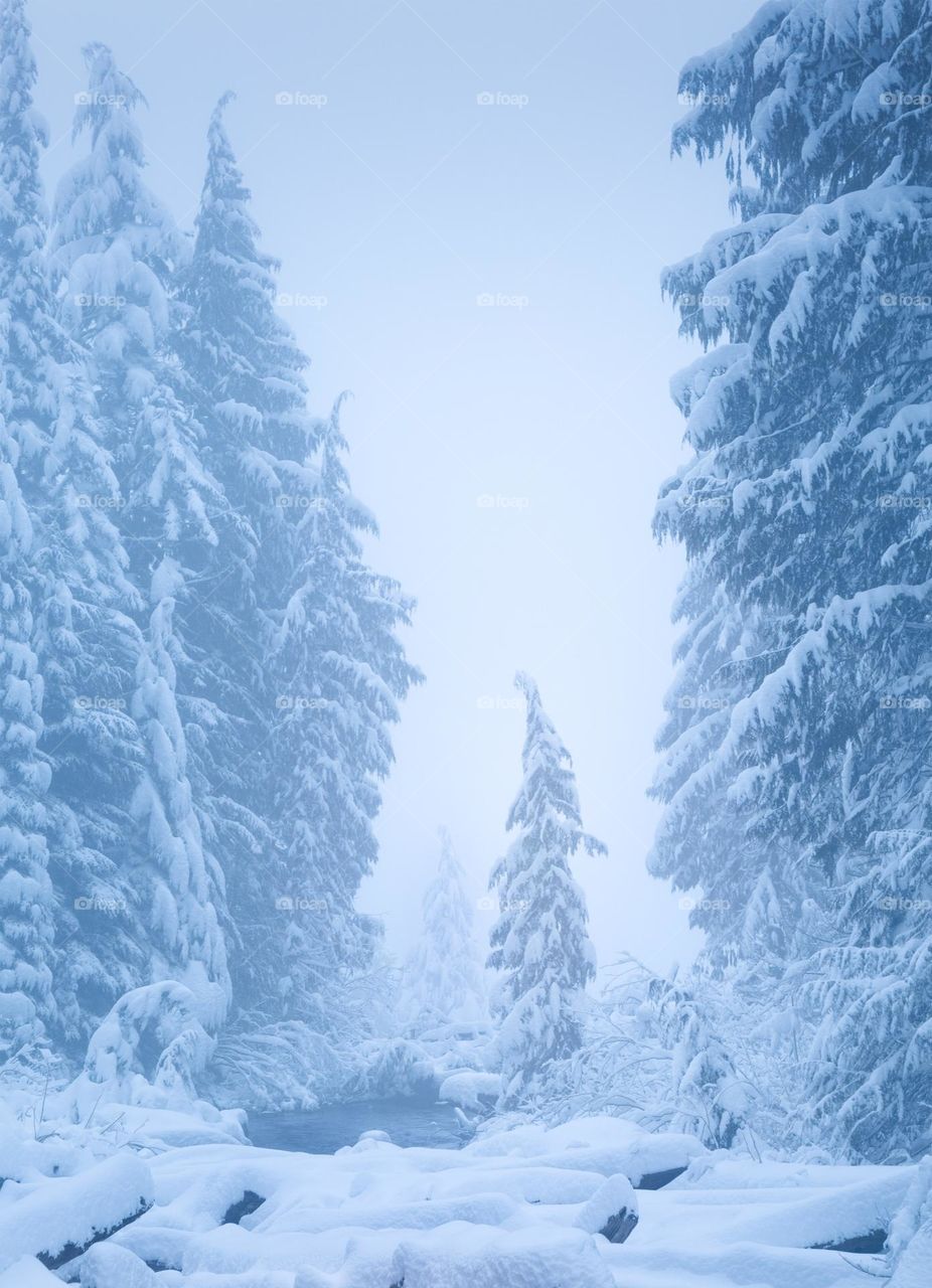 A young tree stands alone between older trees, fog and snow sift through the air.