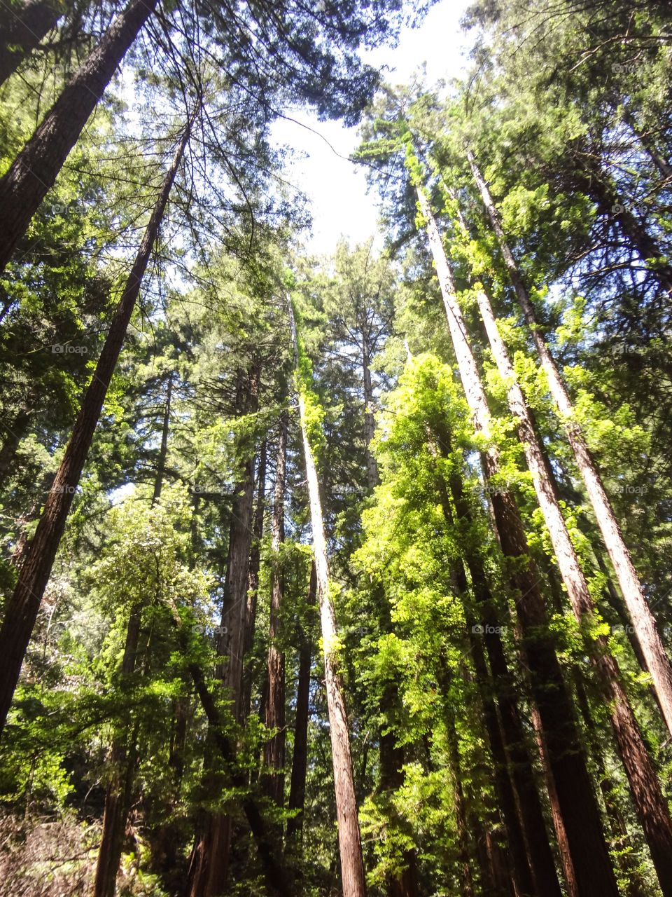 Skinny Sequoias