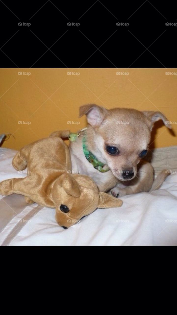 My baby chihuahua with it plushie