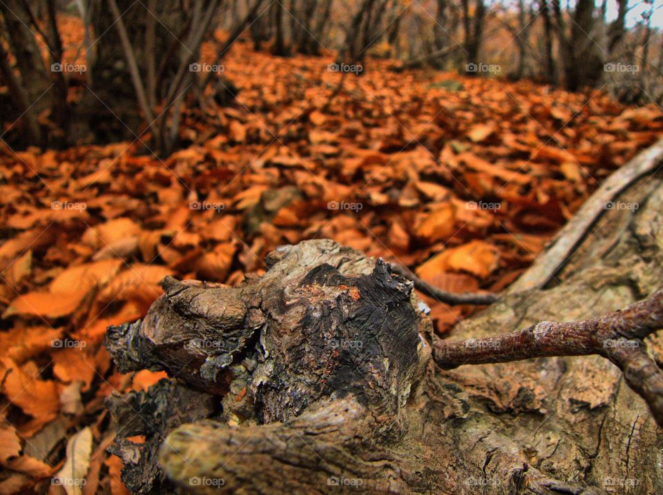 Close-up of a fallen tree