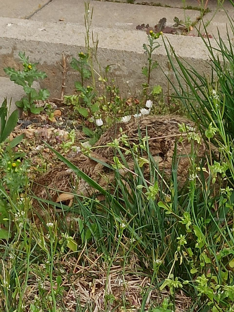 im Gras versteckter hase