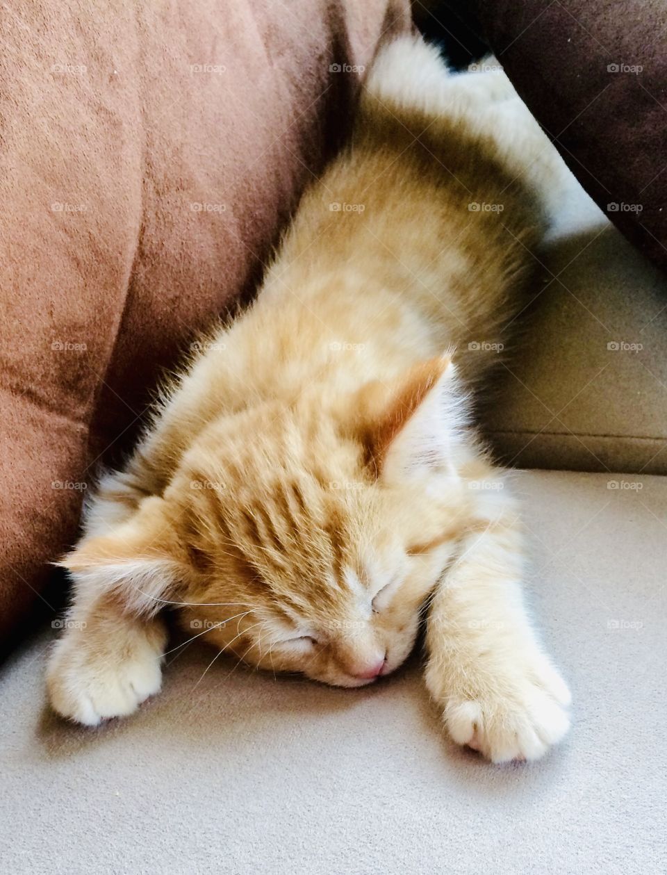 Darling little orange kitty all sprawled out in one of his favorite spots on the couch!! 