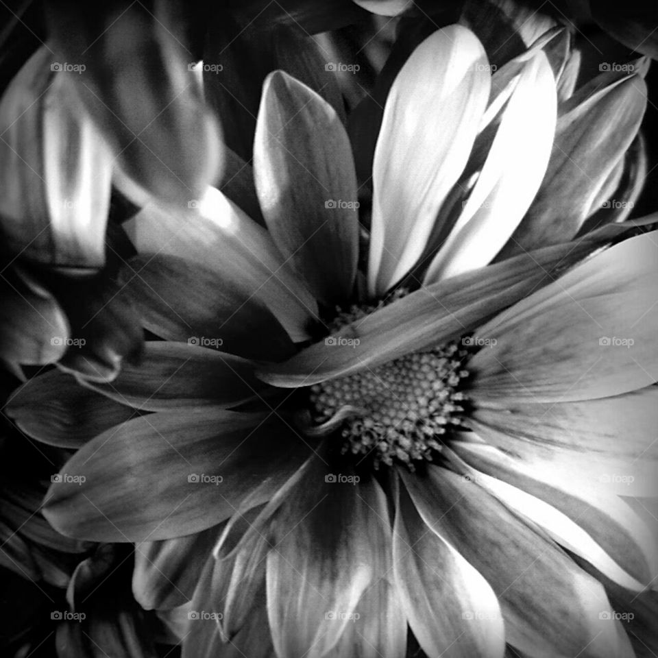 Monochrome, Flower, Nature, Black And White, Flora