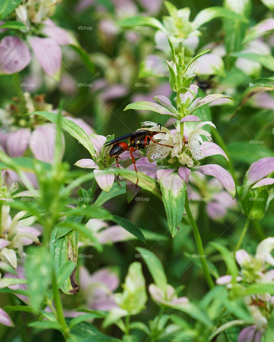 Wasp on Flowers