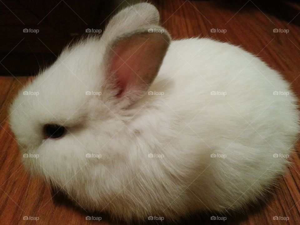 Hikaru, fluffy white dwarf rabbit.