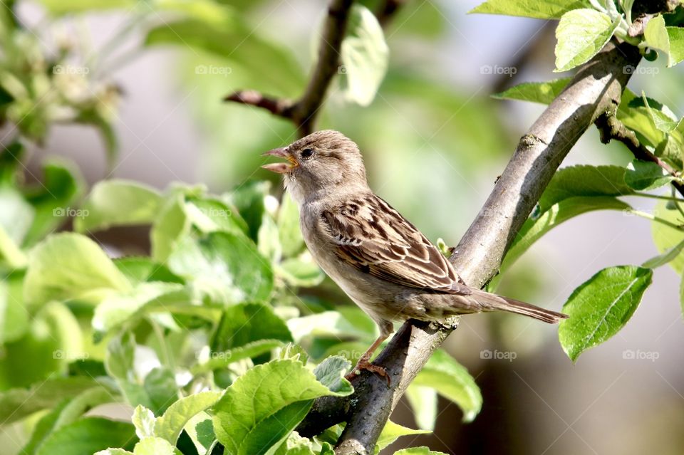 sparrow singing on a branch