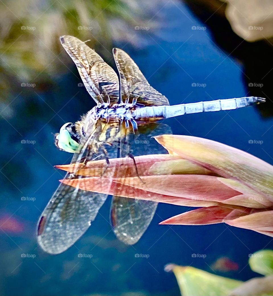 Dragonfly