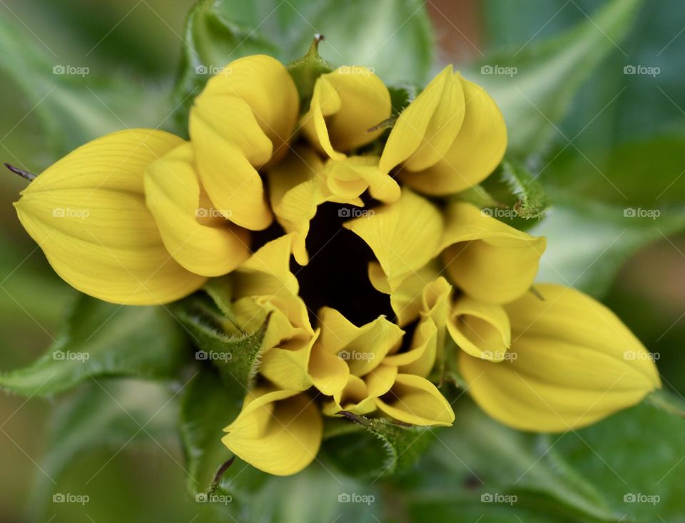 Yellow flower 