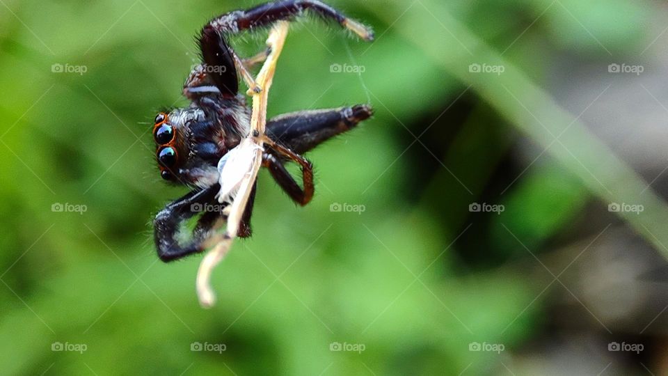 spider trying to grab a grass tip, spider hanging