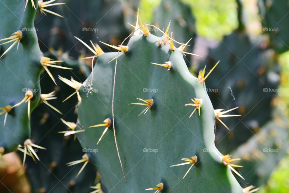 cactus