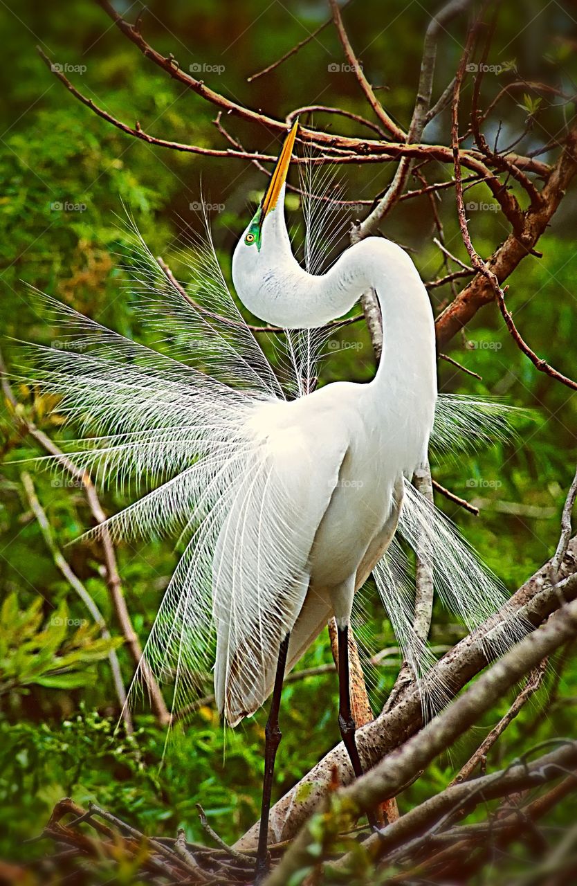 A Great Egret in full display mode.
