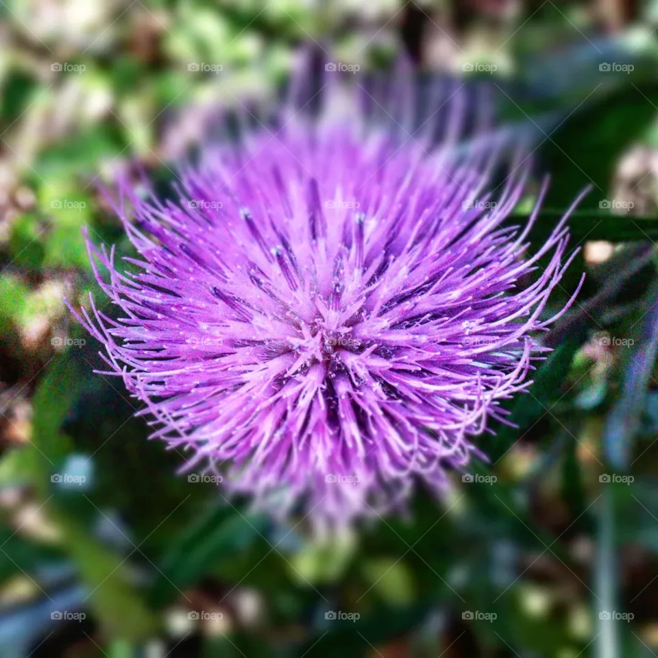 purple flower