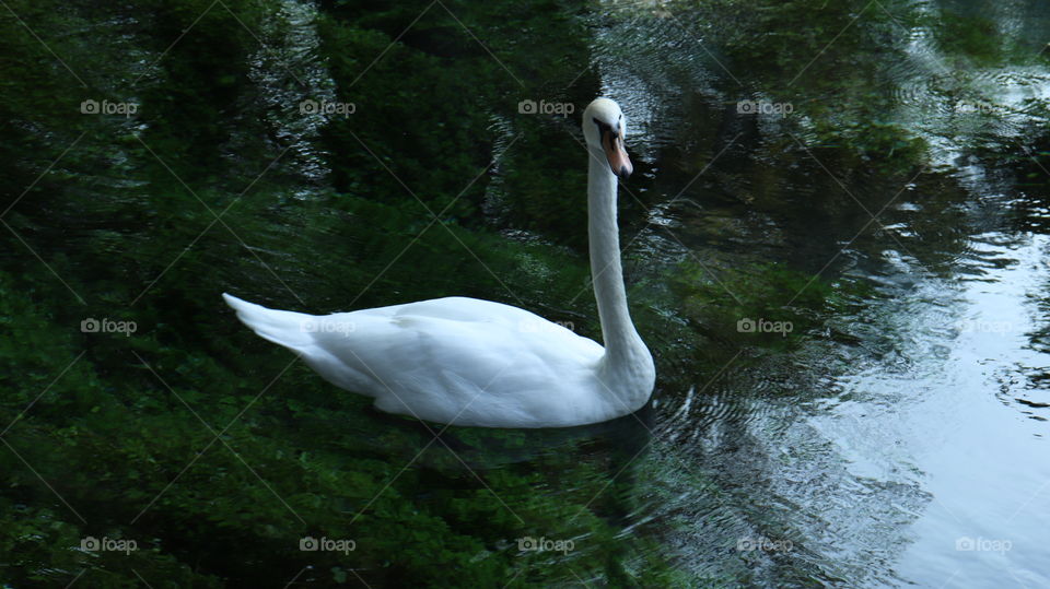 swan