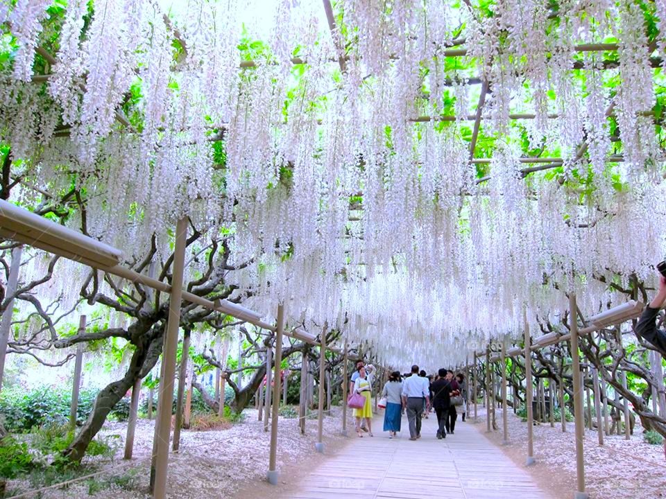 white hanging flowers 