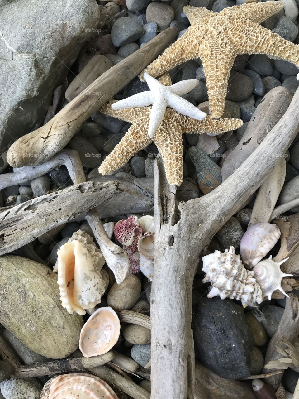 Starfish and sea shells 