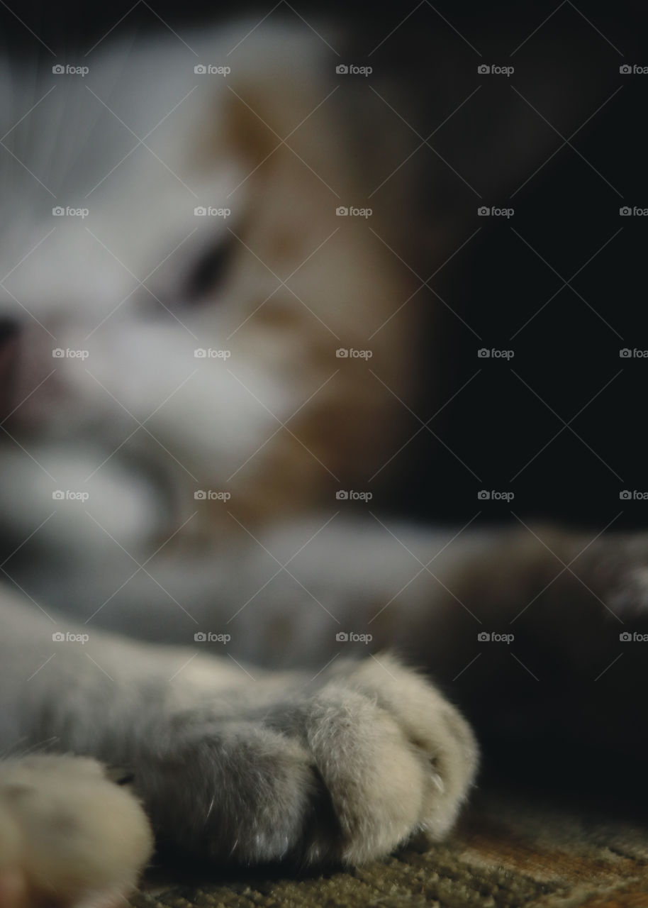 cat's paw when asleep