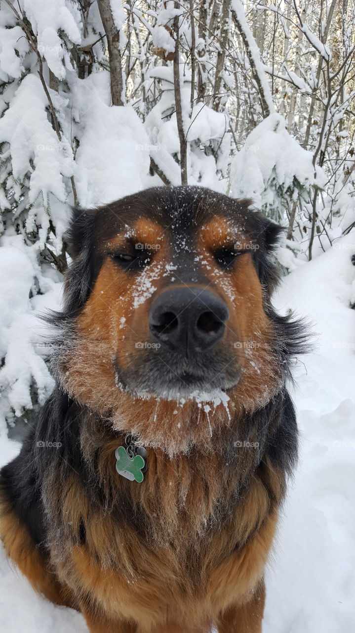 Snow dog, la ronge, saskatchewan