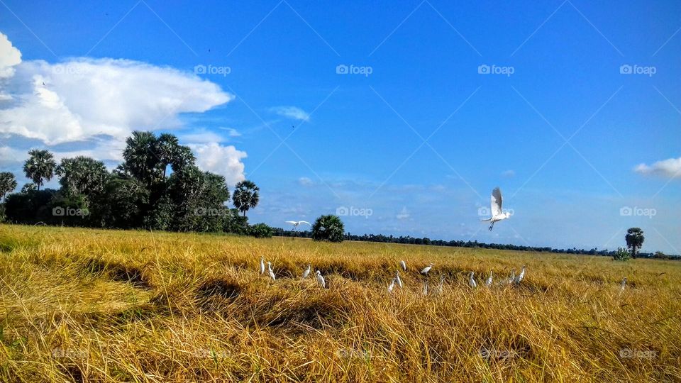 Field, Agriculture, No Person, Wheat, Sky