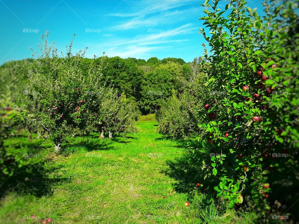 orchard