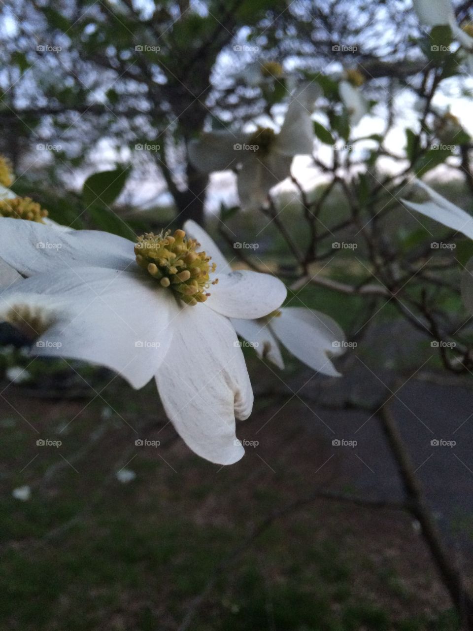 A wilting Virginia Dogwood flower before a mild summer sundown