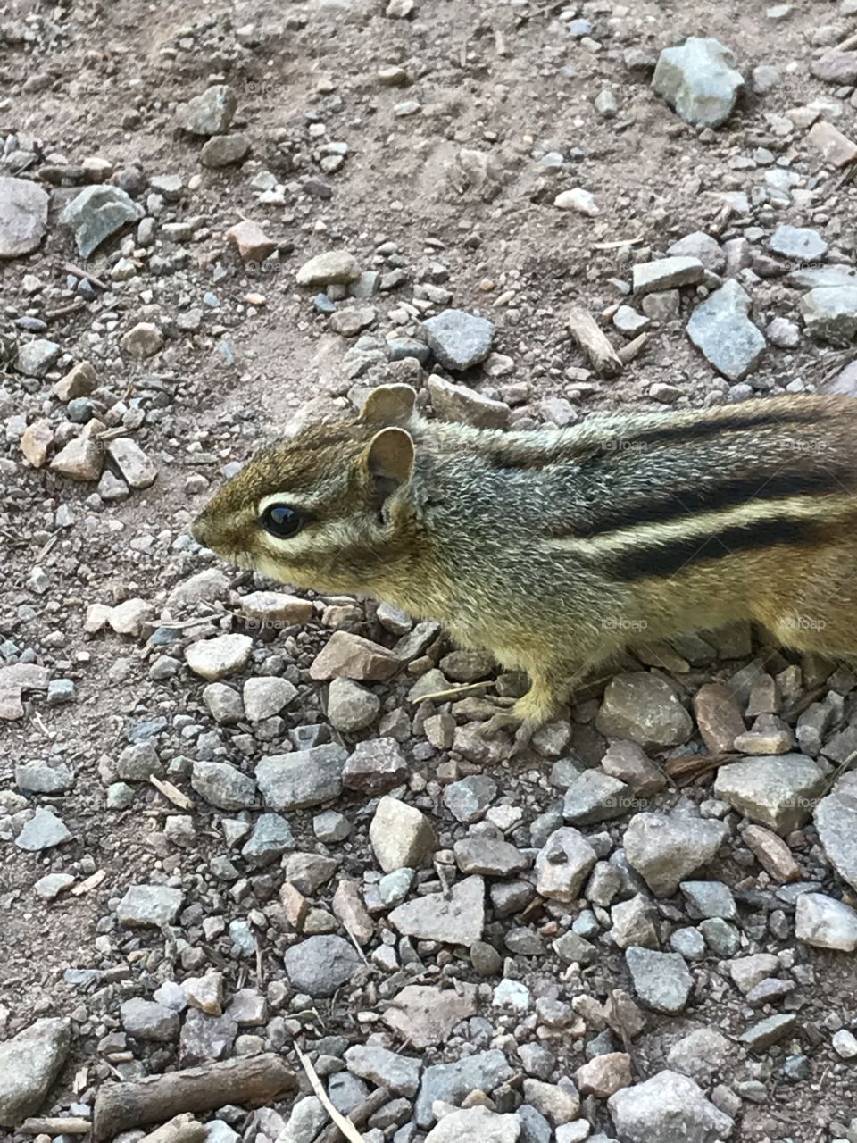 Closeup on a chipmunk