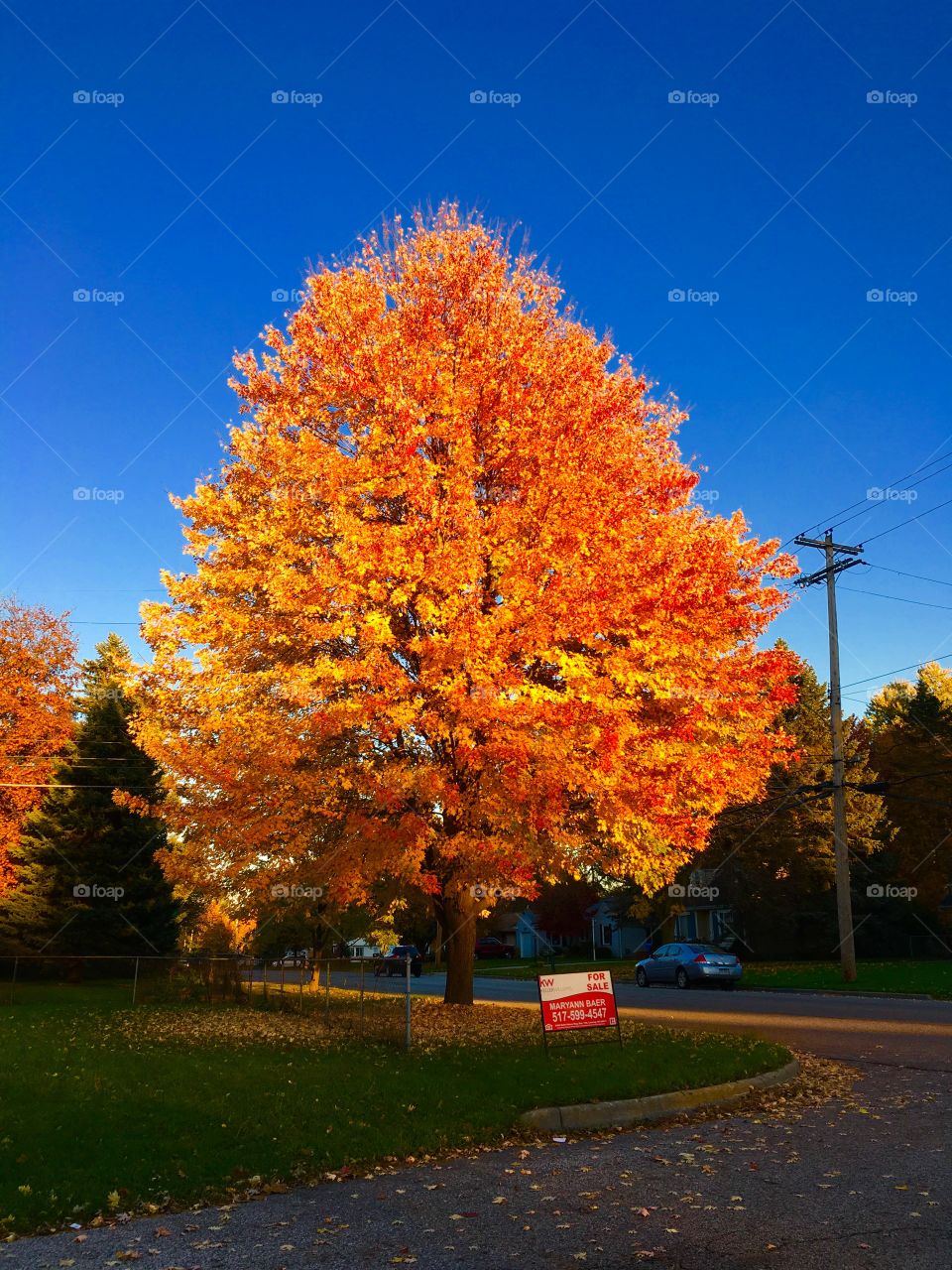 Tree glowing orange