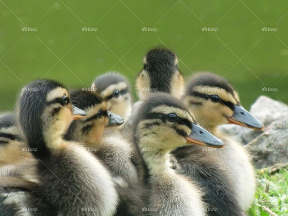 Close-up of duckling