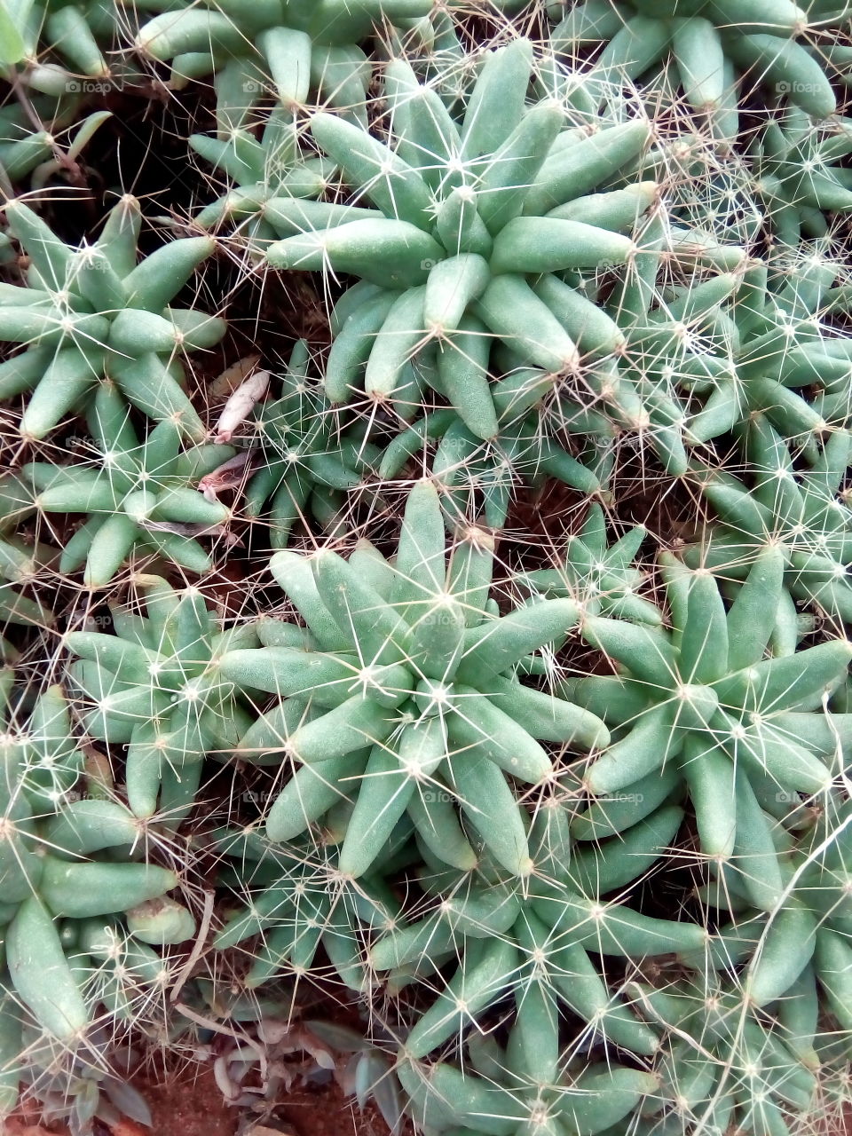 lovable cactus