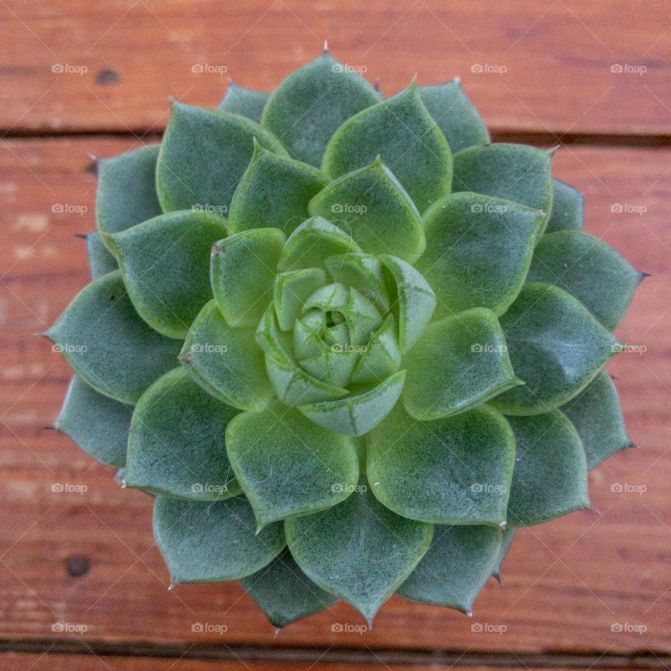 Succulent 