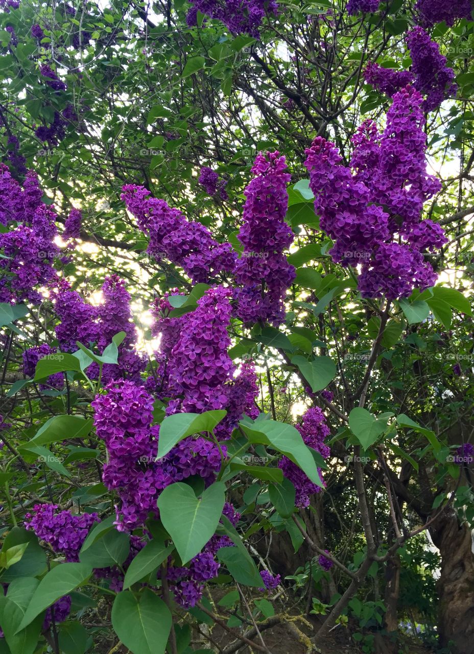 Lilacs 