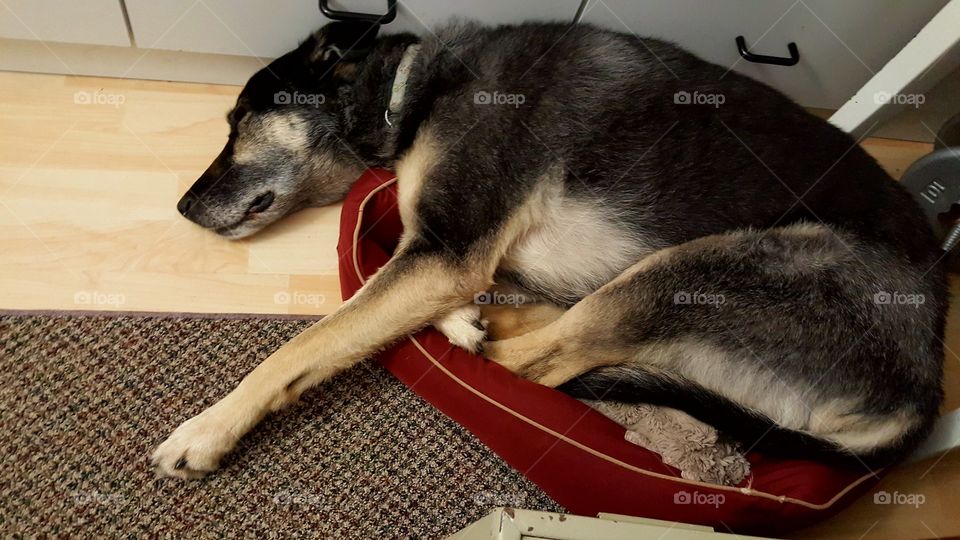 big dog in a little bed