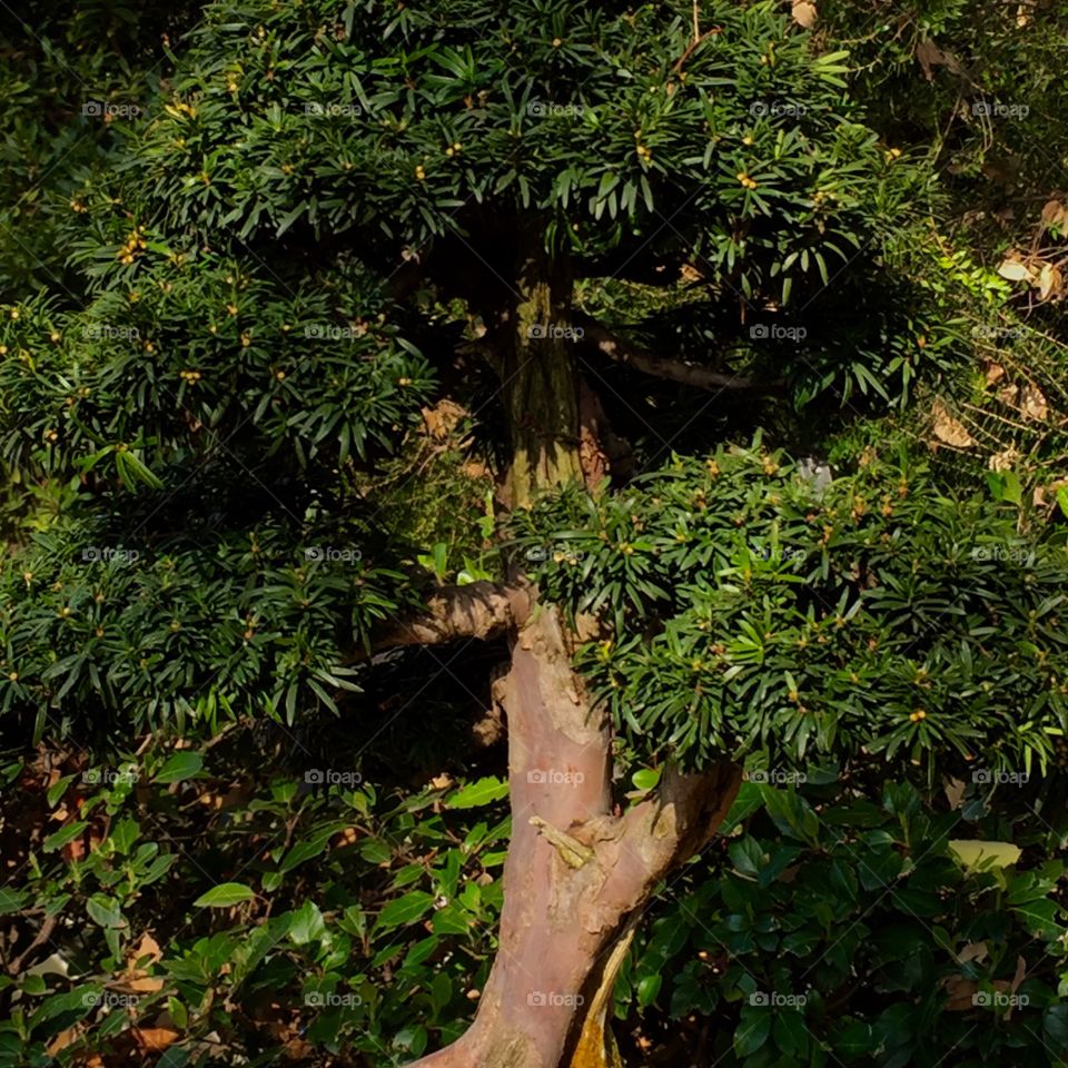 tree