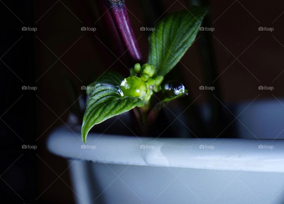 Drop leaf branch close-up spring sunlight vase macro