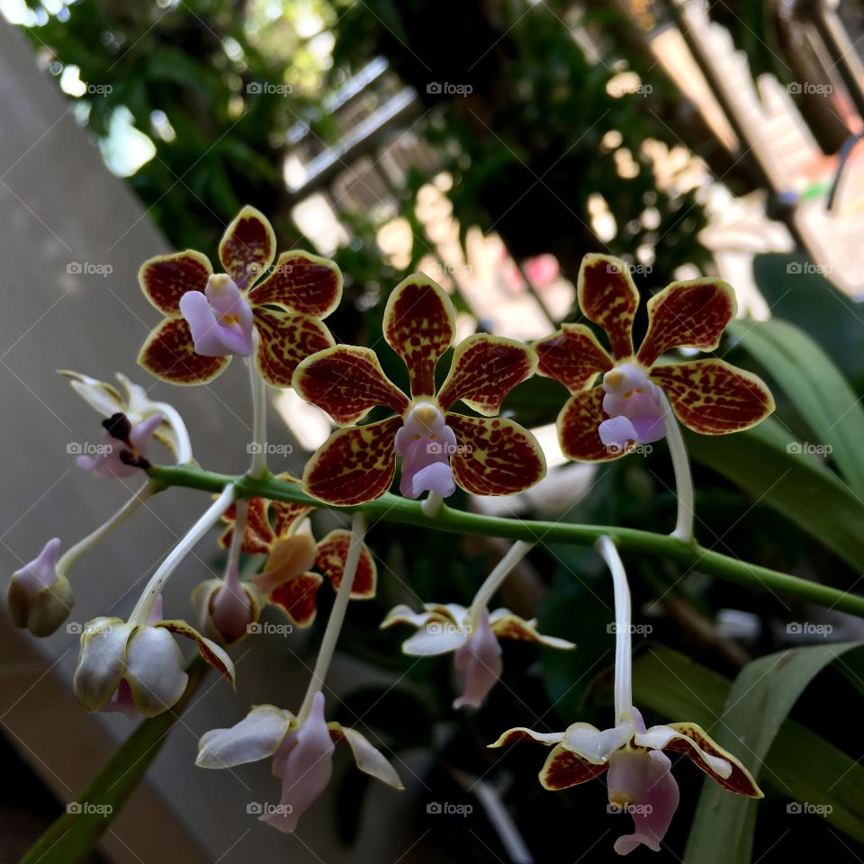 Vanda limbata - Species orchids from indonesia