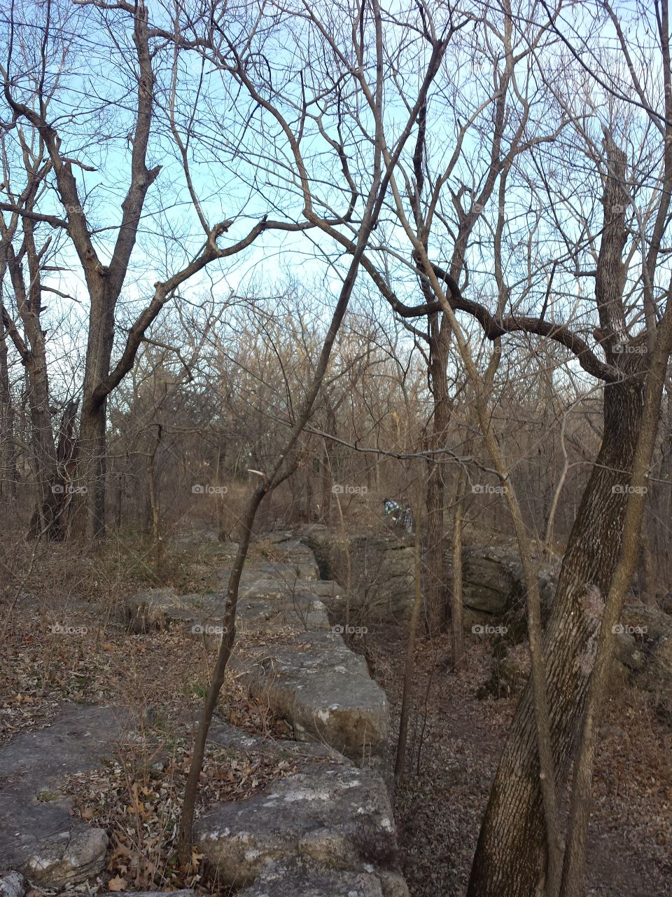 Bare trees in the forest