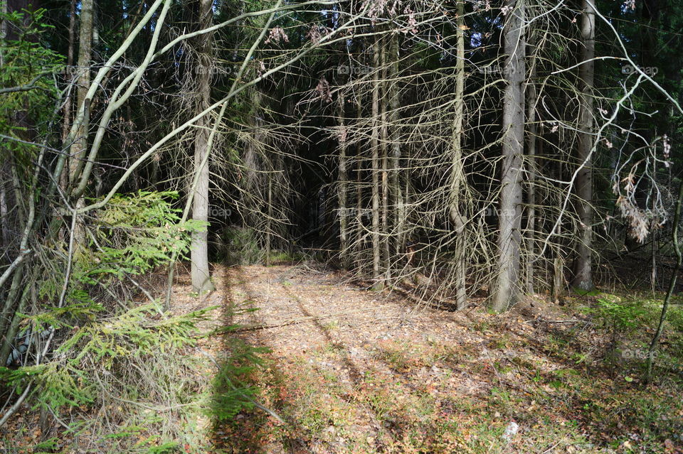 Сказочный лес