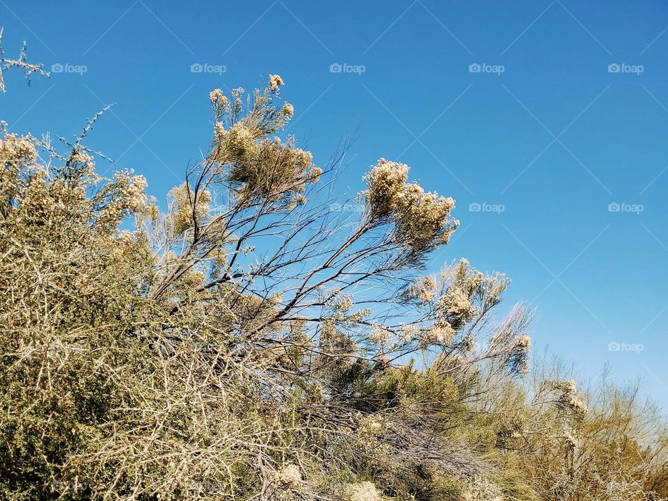 Dry Shrubs Against an Arizona Sky