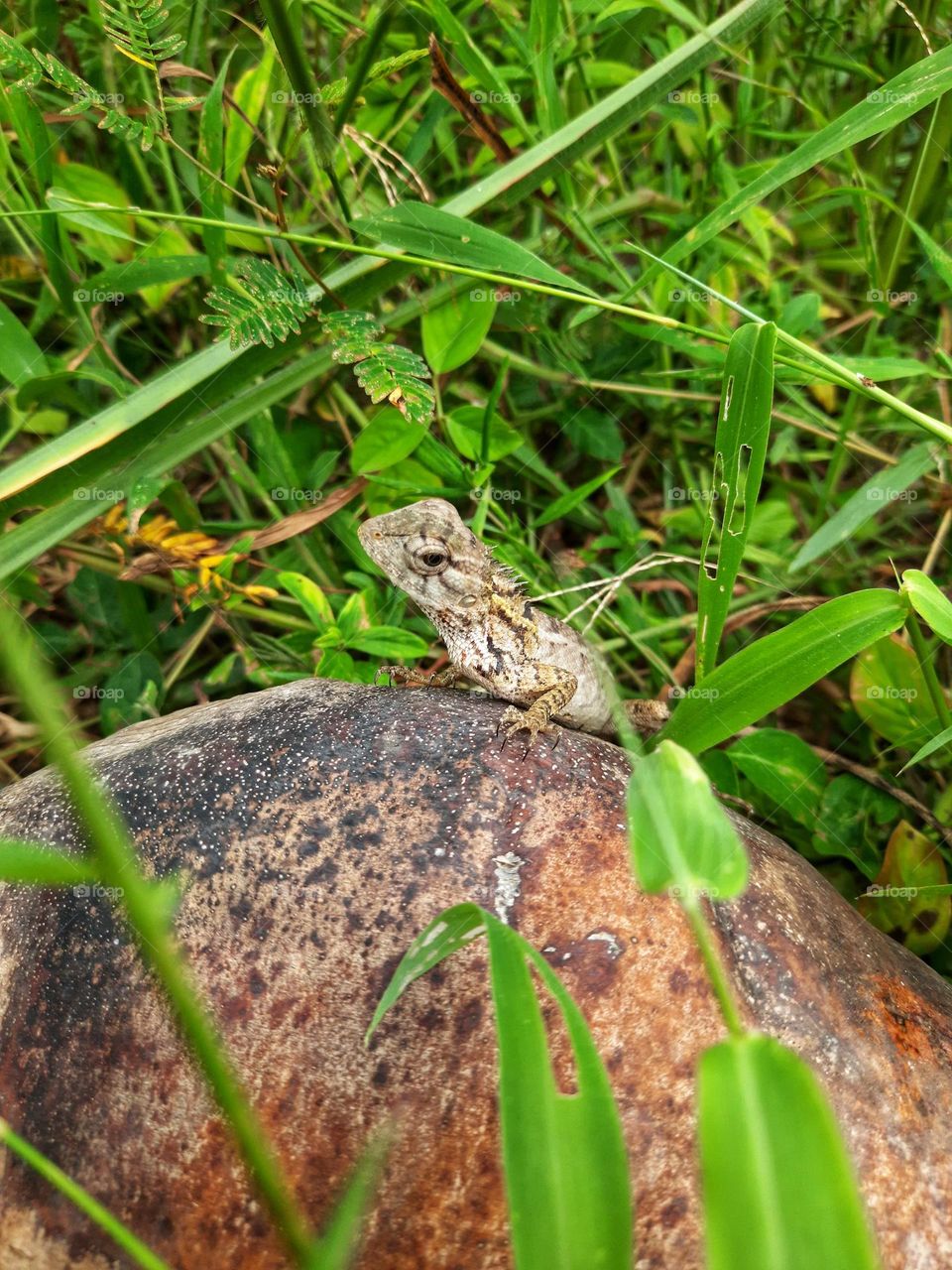 A small brown lizard on a dry coconut fallen from a tree in a sri lanka