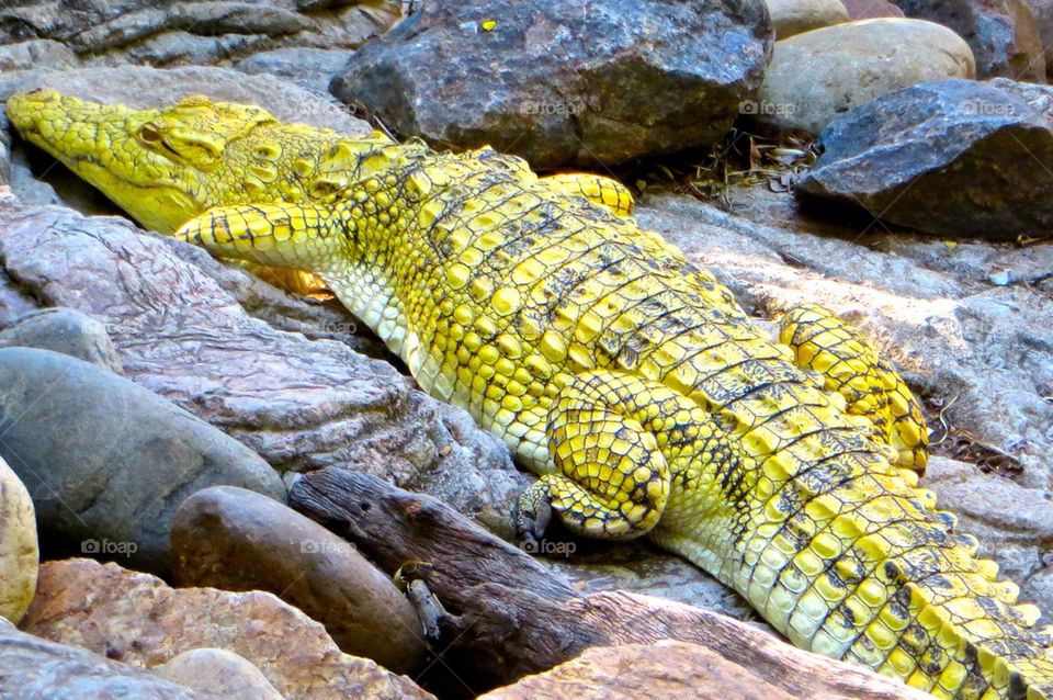 Albino croc
