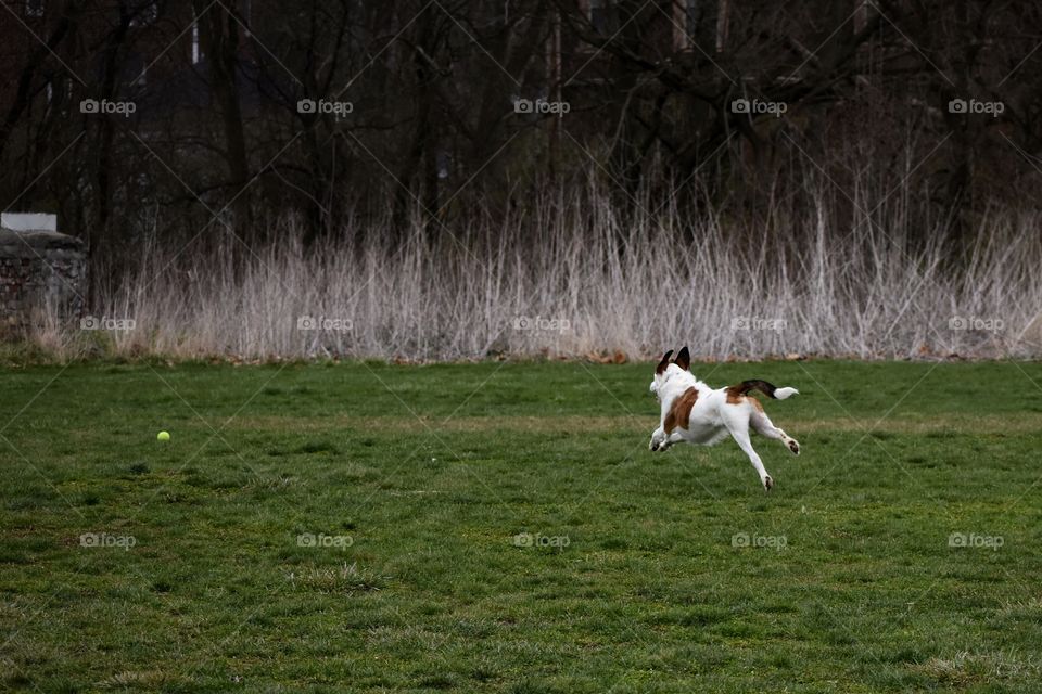 Happy dog chasing a ball