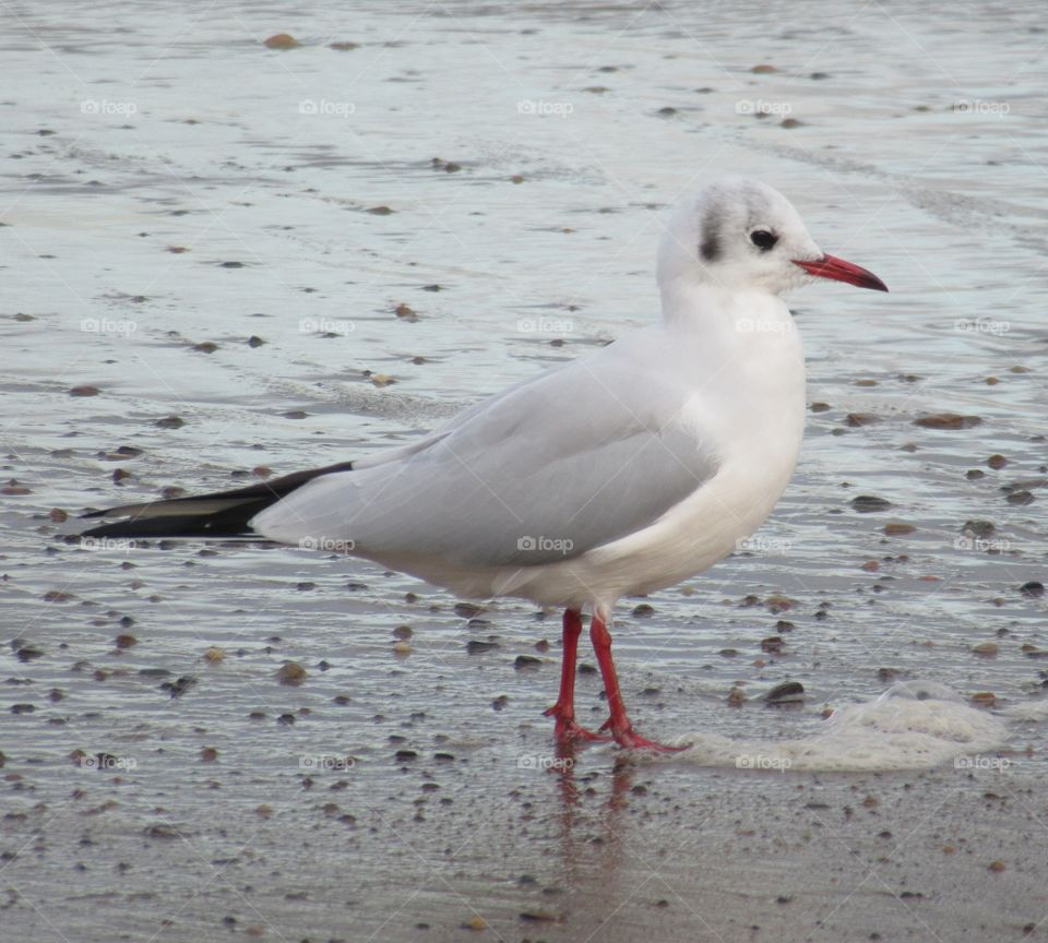 Black headed gull with a reflection of his legs in the damp sand