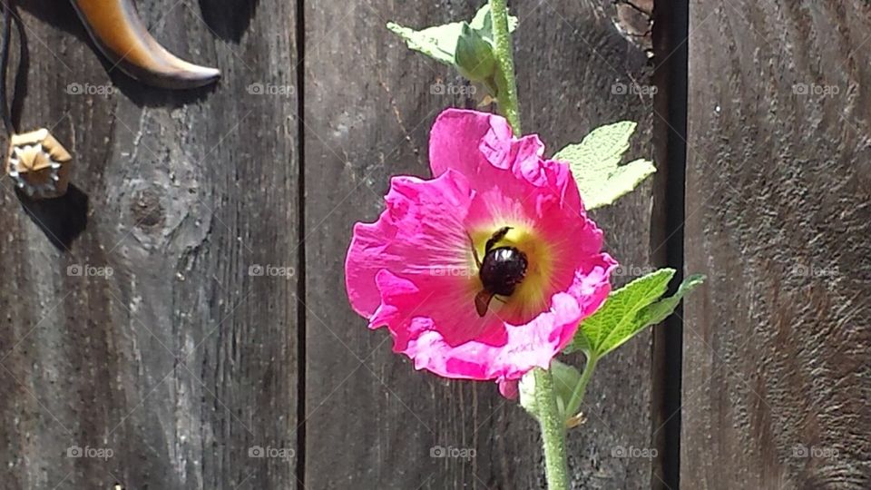 Hibiscus and bumblebee