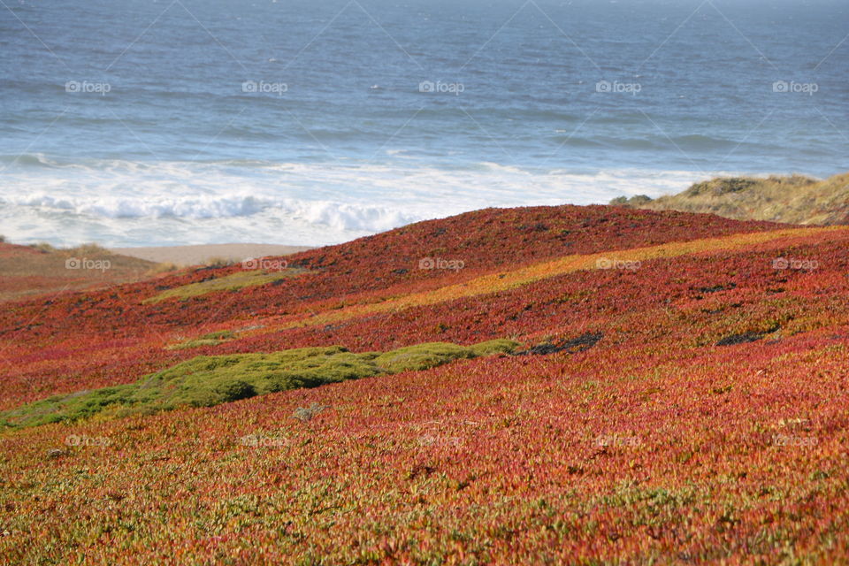 Succulents growing on a shore by the ocean