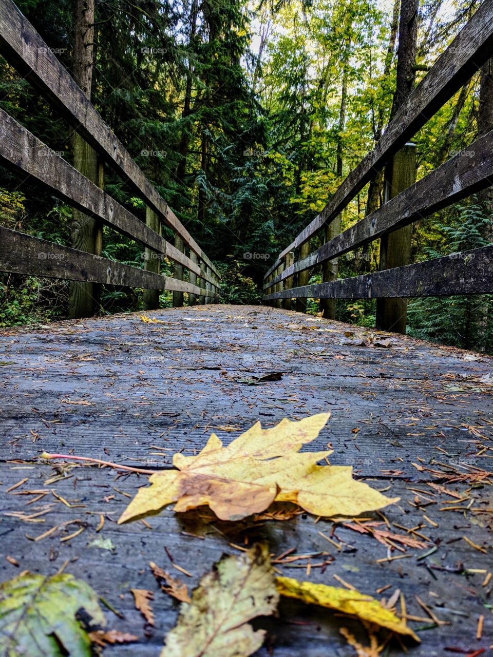 leaf on a bridge