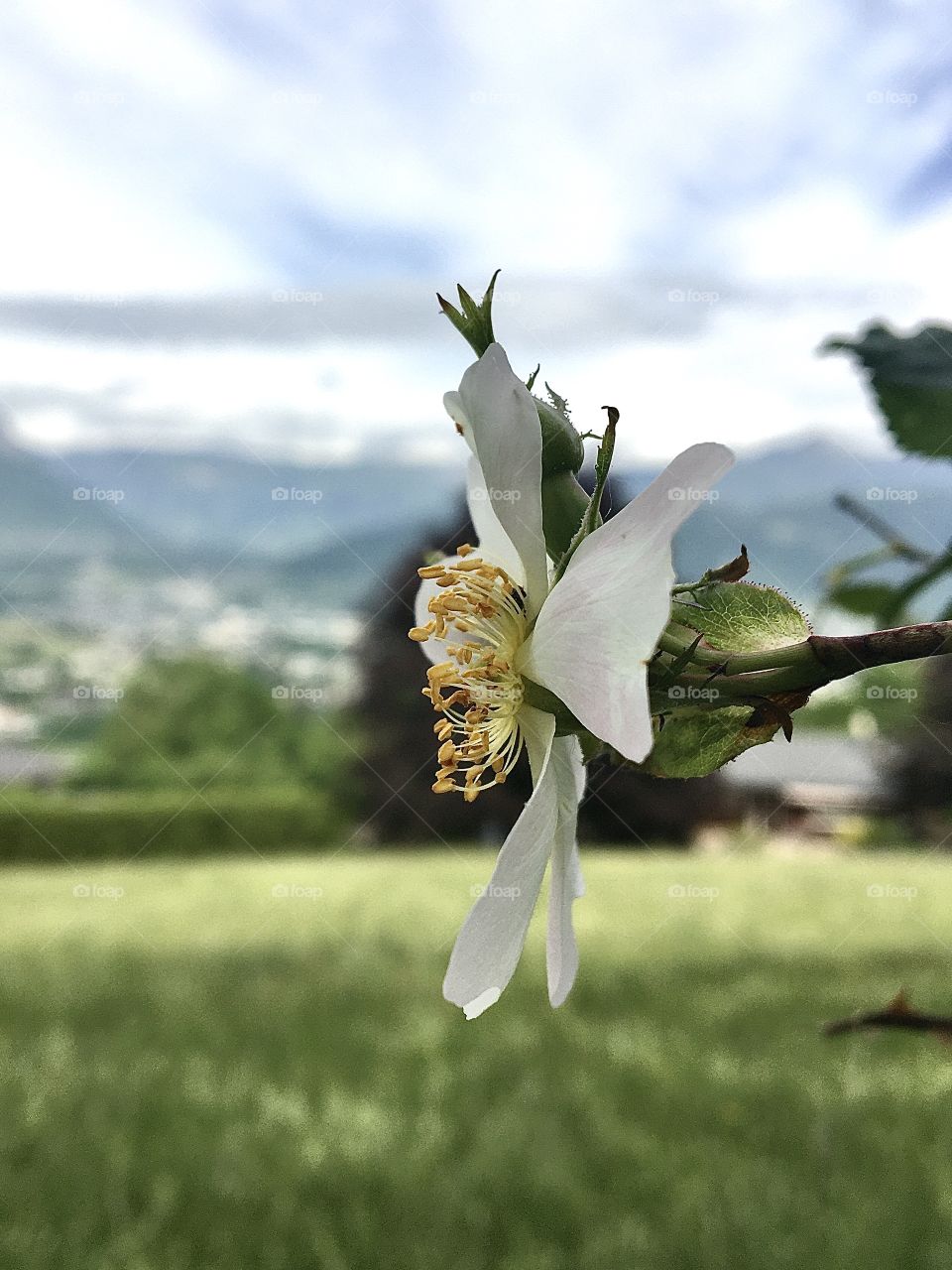 dog rose flower in profile