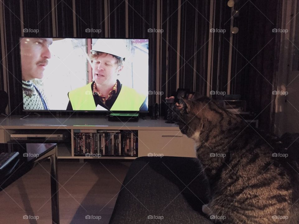 Cat watching tv