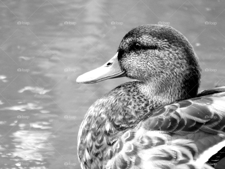 mother duck